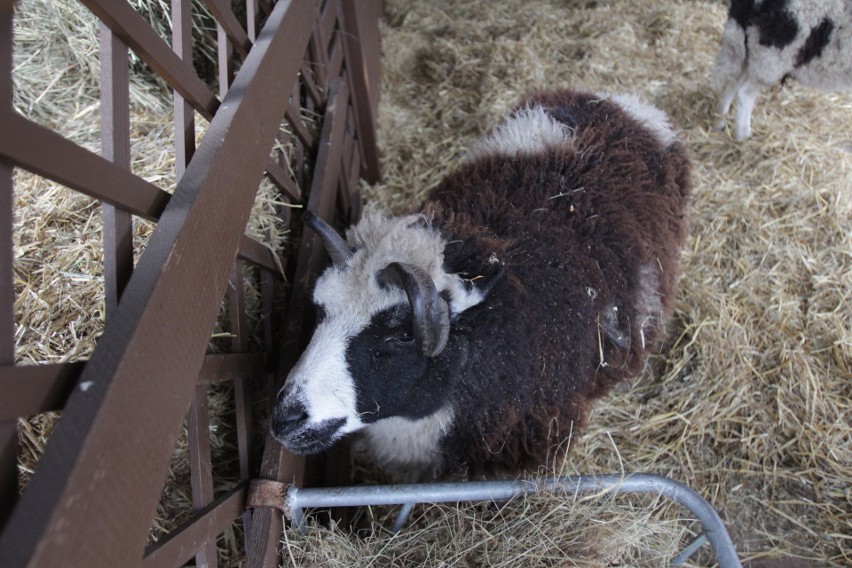 Żywą szopkę w chorzowkim zoo można już odwiedzać