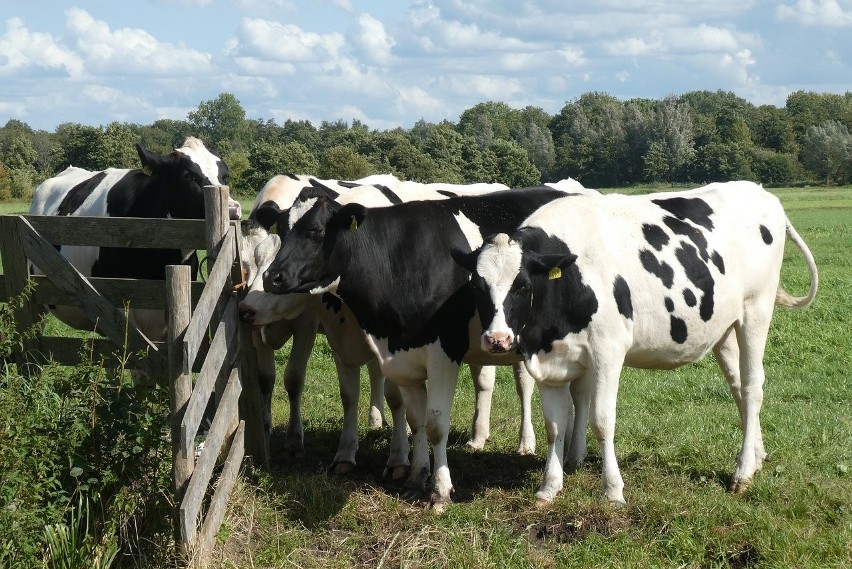 Najpopularniejsze rady krów, to: czarno-biała, zwana polską...