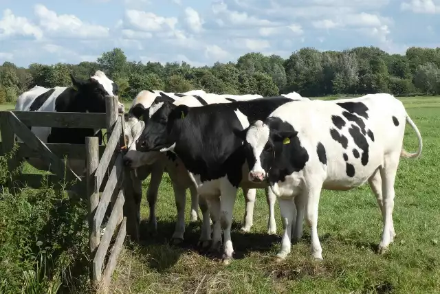 Najpopularniejsze rady krów, to: czarno-biała, zwana polską holsztyńsko-fryzyjską, czerwono-biała oraz simentalska