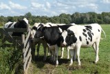 Oto najpopularniejsze imiona krów. "Krowa, która ma imię, da więcej mleka"