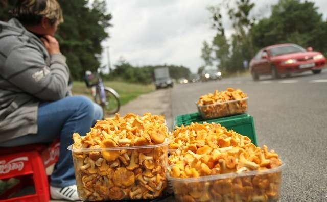 wysyp grzybów, dyżury grzyboznawcówwylot na inowrocław, krajowa 15, Pani Violetta