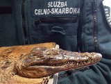 Krokodyl, walizka z mięsem i inne. Oto przemytnicze hity 2023 roku na granicy polsko-ukraińskiej [ZDJĘCIA]