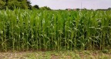 Susza niszczy także kukurydzę - alarmują zdesperowani rolnicy