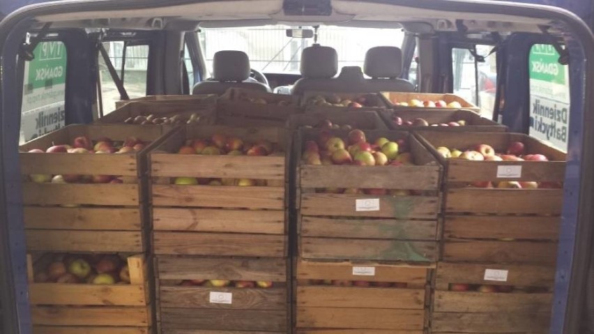 Fundacja "Pan Władek" dostarczyła 42 tony jabłek. Zbierają...