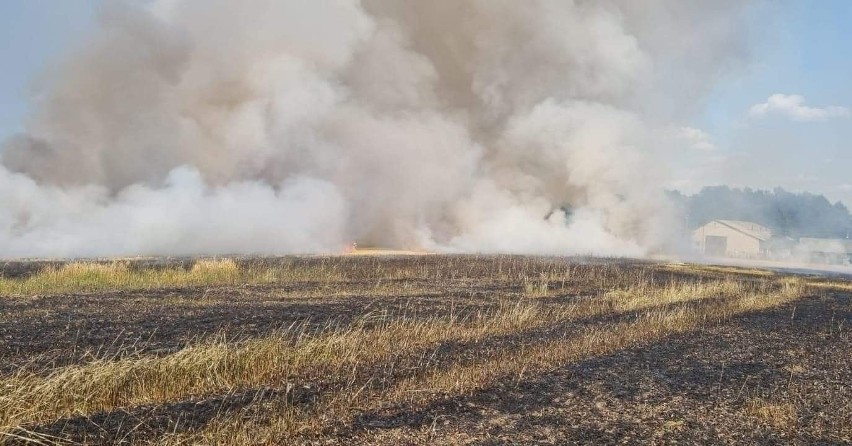 Wielki pożar zbóż w gminie Wolbrom                                        
