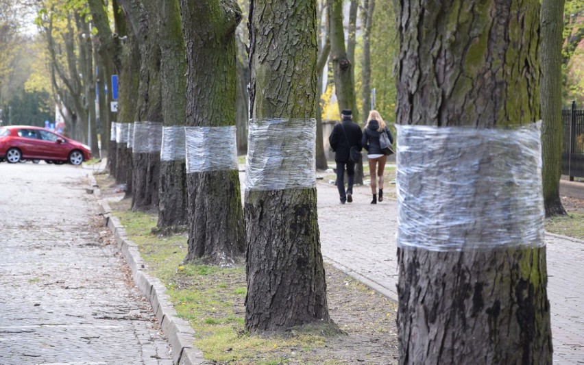 Inowrocławskie kasztanowce w ochronnych foliowych kompresach