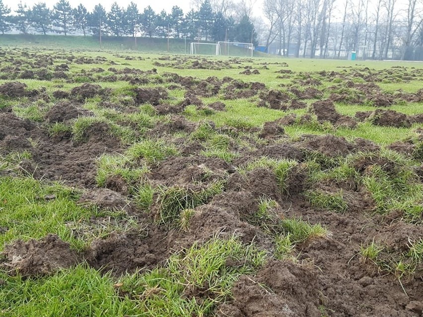  Kraków. Boisko KS Albertus zostało dosłownie przeorane przez dziki. Prezes klubu prosi o finansową pomoc