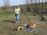 Przy przytulisku dla bezdomnych zwierząt w Sandomierzu powstaje plac zabaw dla psów. Można pomóc wolontariuszom