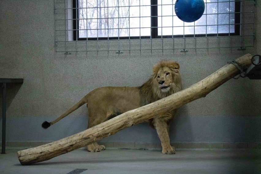 Chorzowskie zoo planuje budowę nowej lwiarni. Chce rozmnażać rzadkie lwy