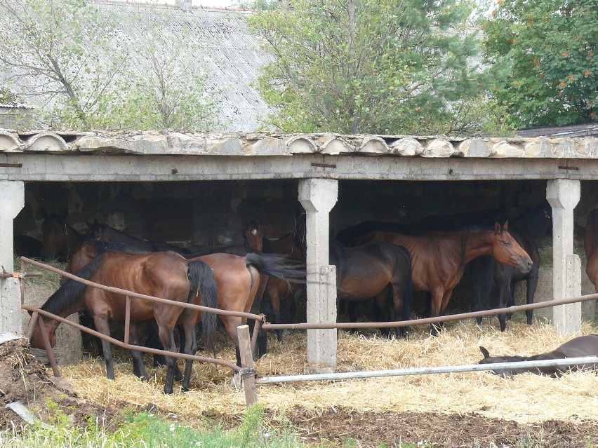 Posadowo: Konie zostały odebrane właścicielowi