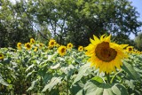To raj dla zapylaczy i fotografów. Pracownicy Parku Śląskiego stworzyli wielkie pole słoneczników!