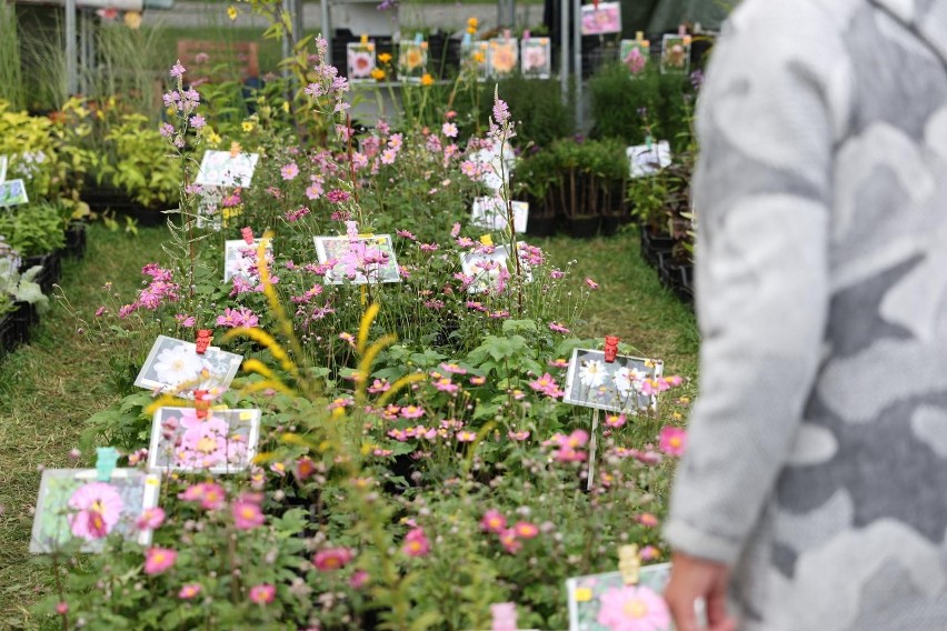 W weekend w Parku Śląskim odbyła się jesienna edycja Kiermaszu Kwiatowego