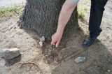 Ktoś regularnie podtruwa piękne drzewa na cmentarzu w Różanie