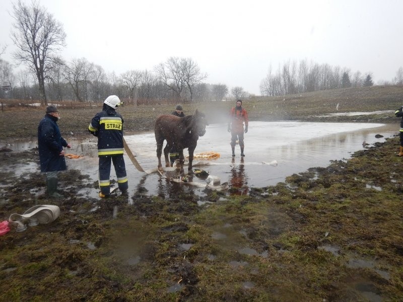 Błąkały. Strażacy uratowali konia w bardzo nietypowy sposób (zdjęcia)