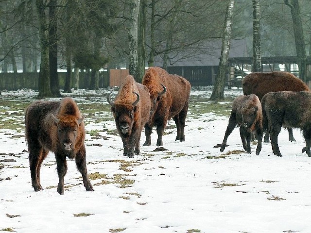 Białowieskie żubry