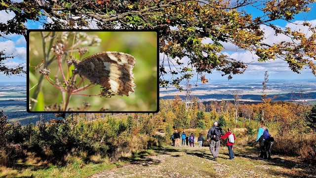 Takie motyle widywano do tej pory w południowej części Europy.