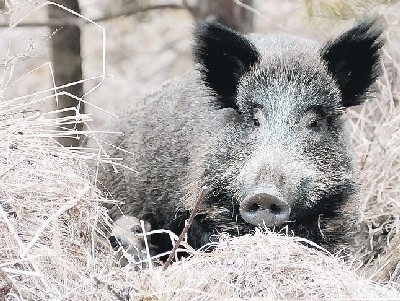 Na zielonogórskich osiedlach dziki zaczynają się czuć jak u siebie w domu. Potrafią nawet urządzić sobie legowiska i wyprowadzić młode. Sąsiedztwo ludzi im już nie przeszkadza.