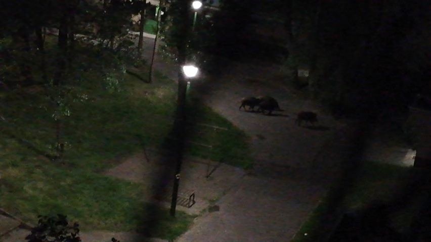 Dziki spacerowały o północy po placu zabaw przy ulicy...