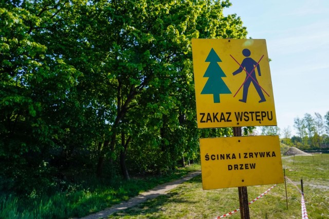 19.05.2022 gdansk. wycinka drzew w nowym porcie. fot. jakub steinborn / polska press/dziennik baltycki