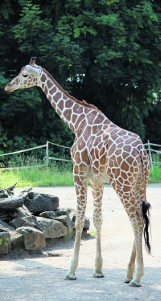 Nowe żyrafy w Śląskim Ogrodzie Zoologicznym: Jaka naprawdę jest żyrafa? Zobaczcie 