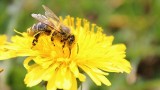 Ministerstwo rolnictwa zamierza wspierać pszczelarstwo