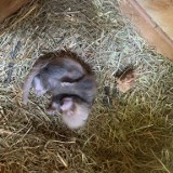 W Śląskim Ogrodzie Zoologicznym w Chorzowie urodziła się panda ruda! To już trzecie dziecko Laysy i Pinga