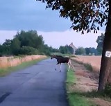 Łoś w Piotrówce w powiecie strzeleckim. Zwierzę było widziane przez mieszkańców. Zostało też nagrane