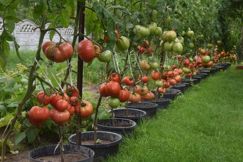 Pomidorów nie powinny spożywać osoby chore na dnę moczanową