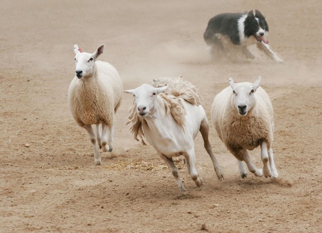 Pasją border collie jest wypasanie i zaganianie owiec