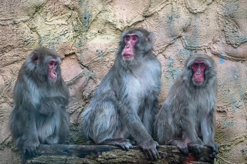 Zoo planuje połączyć stado koziorożców z grupą makaków...