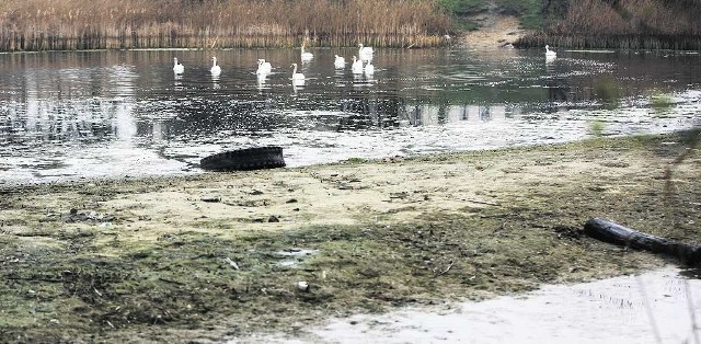 Staw był ostoją dla wielu gatunków ptaków. Teraz wody jest tak mało, że mają one trudności ze swobodnym pływaniem