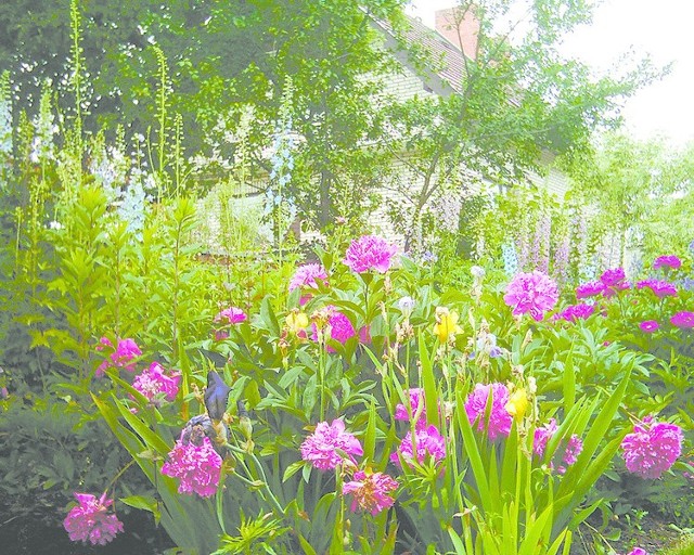 W ogrodzie wiejskim rośliny powinny być sadzone piętrowo. Należy je dobrać, tak by kwitły od wczesnej wiosny do późnej jesieni.