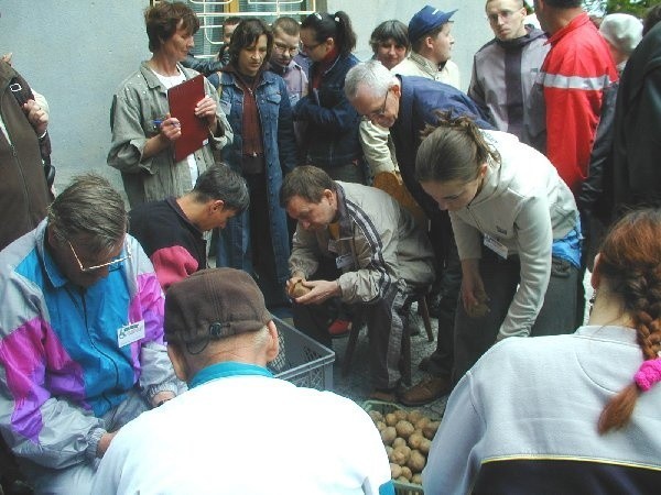 Dużym zainteresowaniem cieszyło się obieranie  ziemniaków na czas. 30 kilogramów ledwo  starczyło, tylu było chętnych do tej konkurencji.