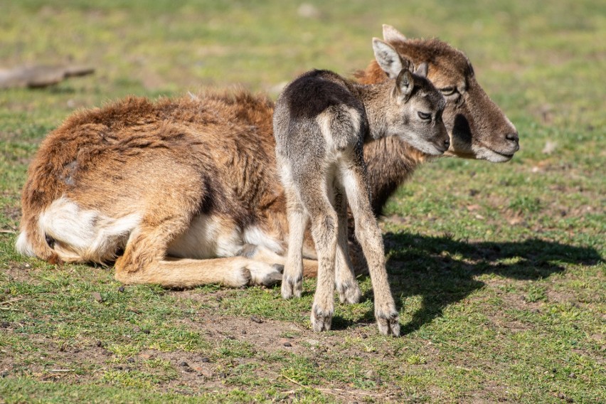 Baby boom w zoo trwa. Na świat przyszło 6 muflonów