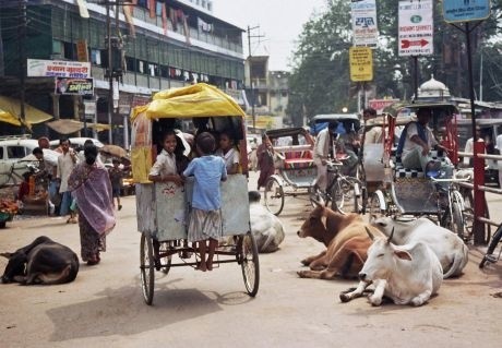 Krowy na ulicach 1,5-milionowego miasta Benares