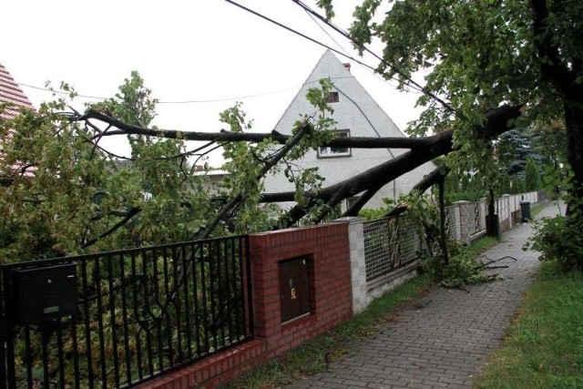 Na posesję przy ul. Domańskiego w Opolu runął potężny konar. Uszkodził też linię telefoniczną.