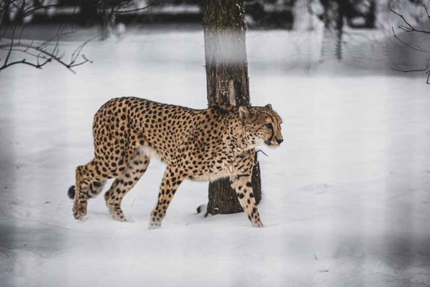 Śląskie zoo w zimowej odsłonie. Zobacz kolejne...