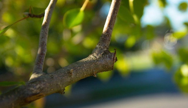 Maści ogrodnicze zabezpieczają drzewa i krzewy przed chorobami i pomagają regenerować się tkankom po uszkodzeniu, np. po przycinaniu gałęzi. Można je kupić w postaci gotowej pasty lub przygotować samodzielnie.