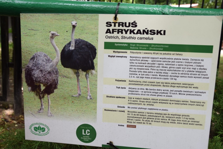 Najwięksi domownicy chorzowskiego zoo