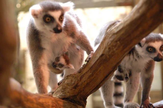 Zdaniem dyrektora zoo, pozostałym lemurom nic nie zagraża.