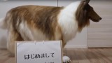 Japończyk wydał krocie, by wyglądać jak pies. Ociera brzuchem, podnosi łapy i jest szczęśliwy (WIDEO)