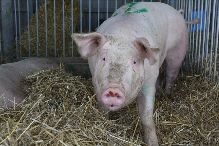 Rozbieżności w stawkach za świnie są spore. Ceny wieprzowiny, żywca wieprzowego w skupie