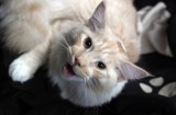 Jak zrozumieć kocią mowę: poradnik dla miłośników kotów