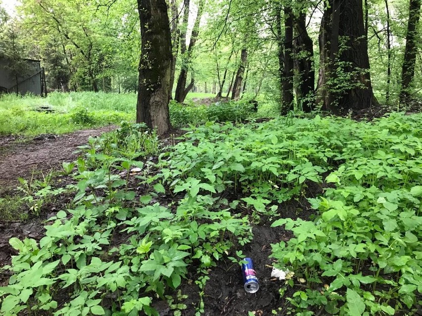 Kraków. Mieszkańcy Łęgu chcą zamienić zarośla na park. Miasto uważa, że wcześniej trzeba sprawdzić wartości przyrodnicze tego miejsca