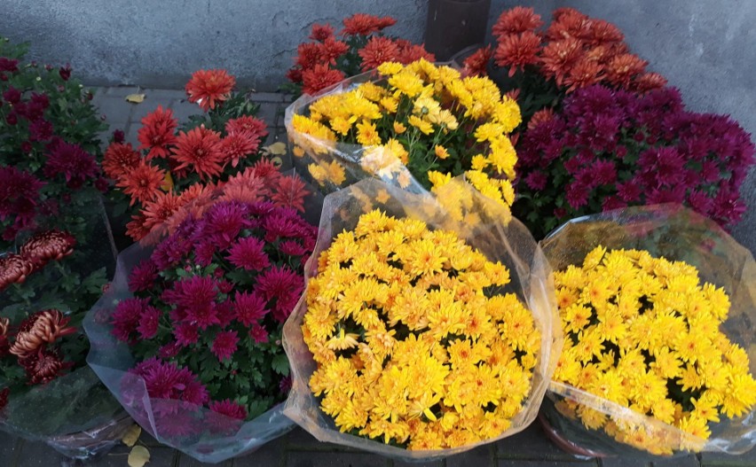 Pabianice Koronawirus. Kwiaty pod Centrum Seniora w Pabianicach. Można je zabierać ZDJĘCIA