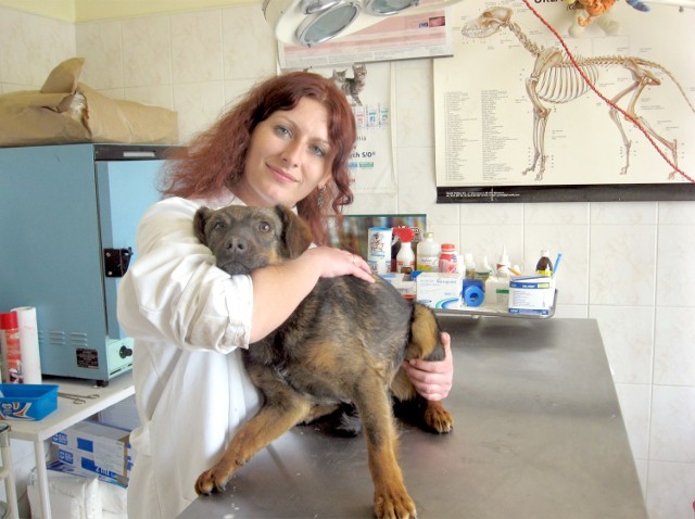 Nie uśpię zdrowego psa - Martyna Futera, lekarz ze schroniska dla zwierząt, z rocznym psiakiem znalezionym wczoraj we wnykach przy ulicy Rataja w Radomiu