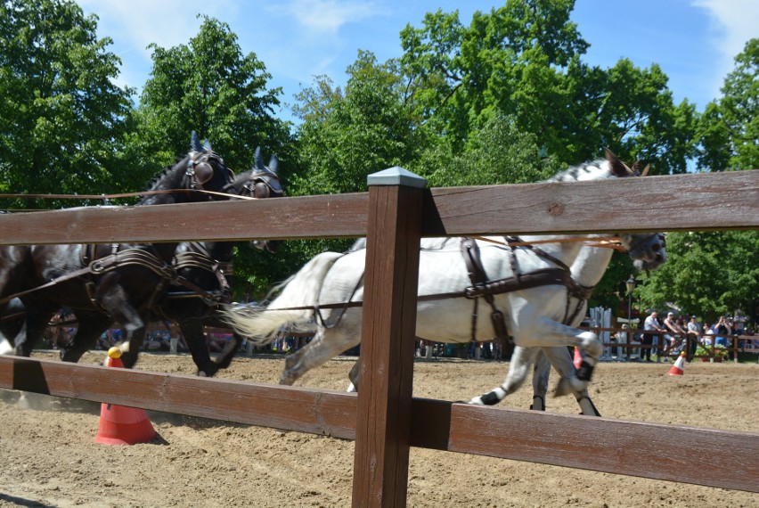 Święto Konia w Mierzęcinie odbyło się po raz piętnasty.