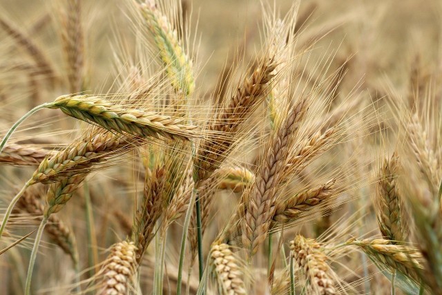 Przed rolnictwem szereg wyzwań. Zrównoważona produkcja musi zapewniać opłacalność.