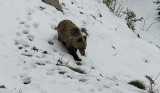 Tatrzański Park Narodowy kupuje sprzęt jak dla wojska, by odławiać niedźwiedzie