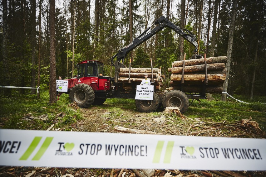 Bronią Puszczy jak Rospudy. Zablokowali wycinkę drzew